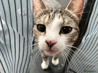 Mixed Breed cats Adult cats - Advert 13