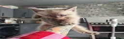 Mixed Breed cats for sale: Stunning sphynx x ragdoll kittens  - Advert 21