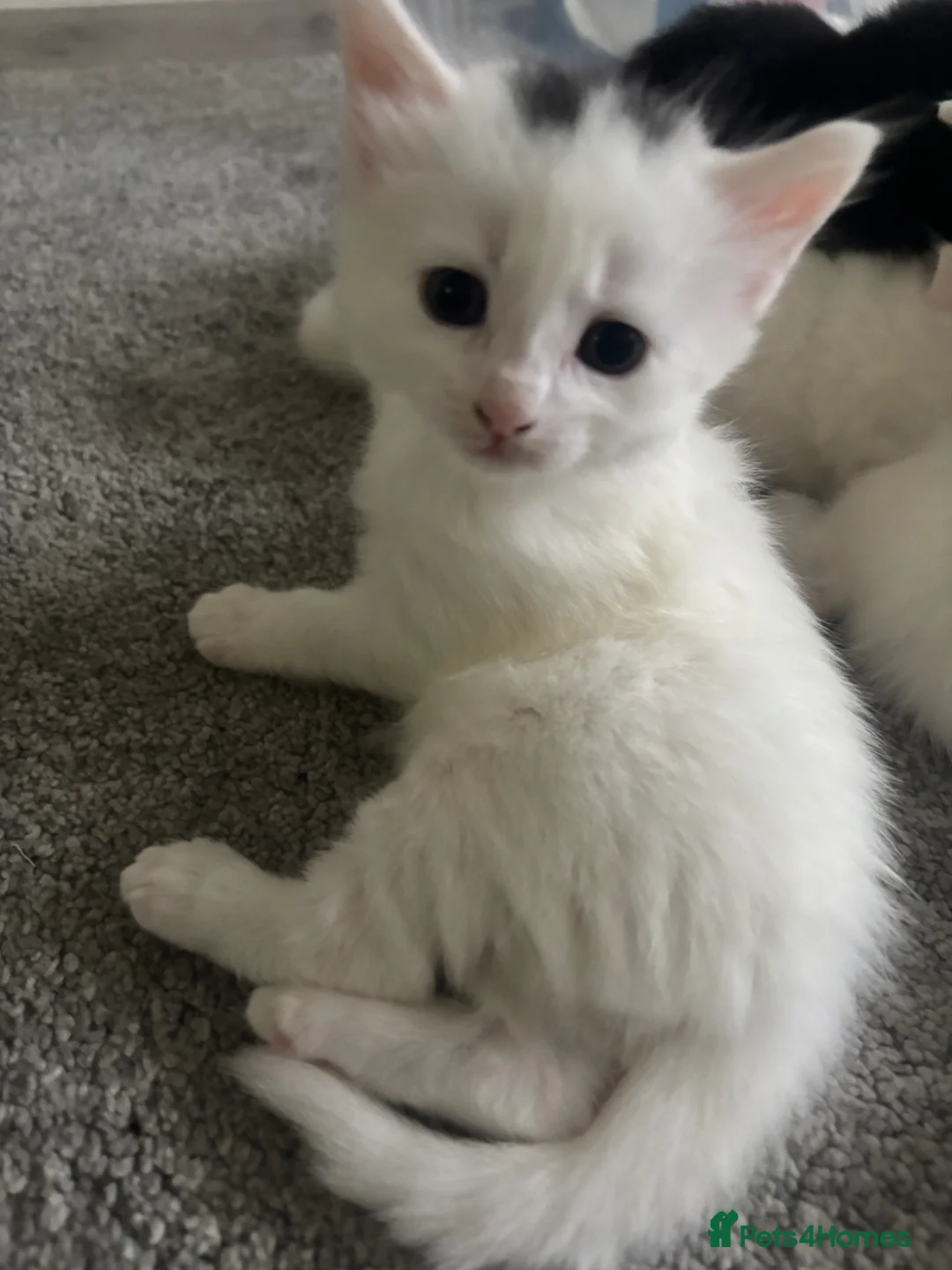 Mixed Breed cats for sale: Affectionate kittens  - Advert 30