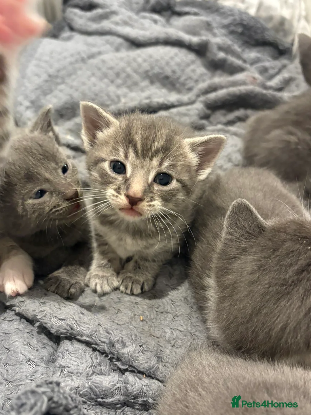 Mixed Breed cats for sale: Stunning grey and white kittens for sale  - Advert 5