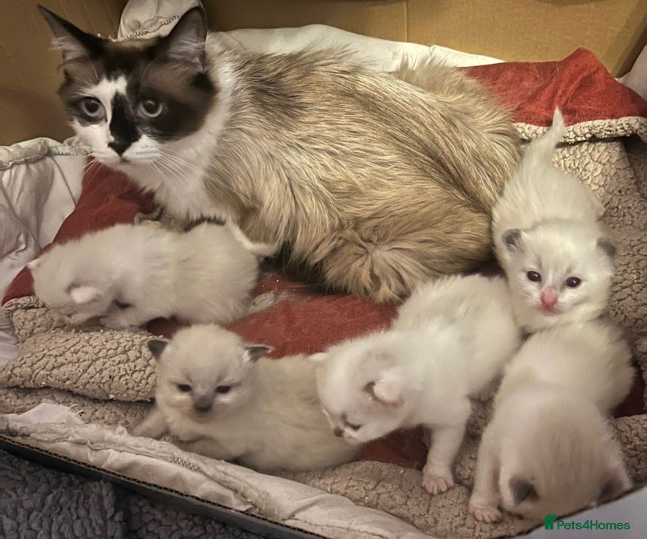 Ragdoll cats Beautiful Ragdolls-Vaccinated-2 boys-3 girls.  - Advert 1