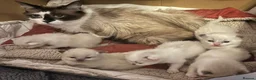 Ragdoll cats for sale: Beautiful Ragdolls-Vaccinated-2 boys-3 girls.  - Advert 1