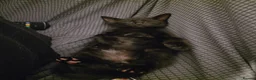 Mixed Breed cats for sale: 7 beautiful kittens - Advert 4