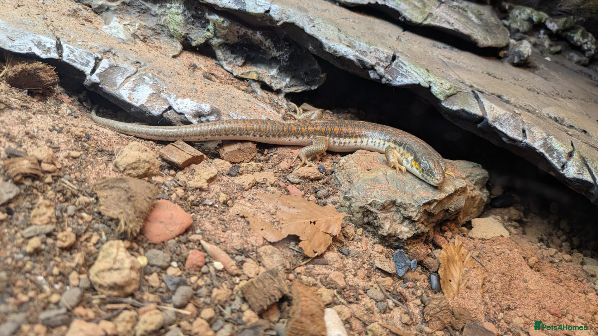 Skink reptiles for sale: Berber skink for sale  - Advert 1