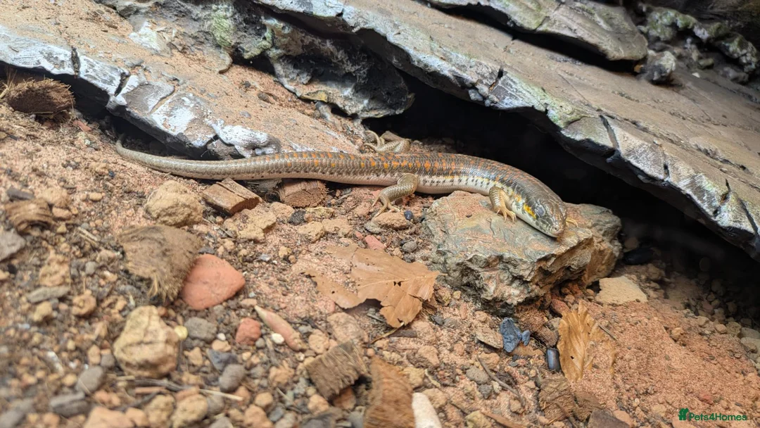 Skink reptiles for sale: Berber skink for sale  - Advert 1