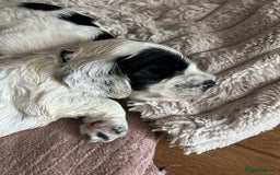 Cocker Spaniel dogs for sale: Cocker Spaniel Pups – From Lindridge Line  - Image 20