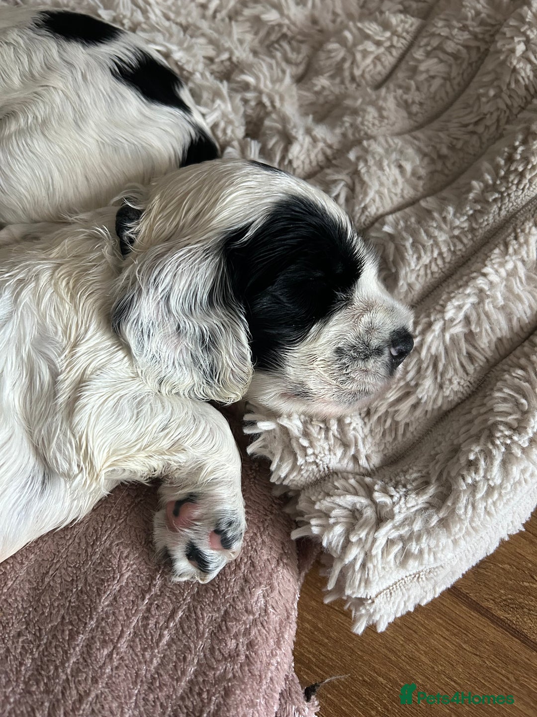 Cocker Spaniel dogs for sale: Cocker Spaniel Pups – From Lindridge Line  - Image 20