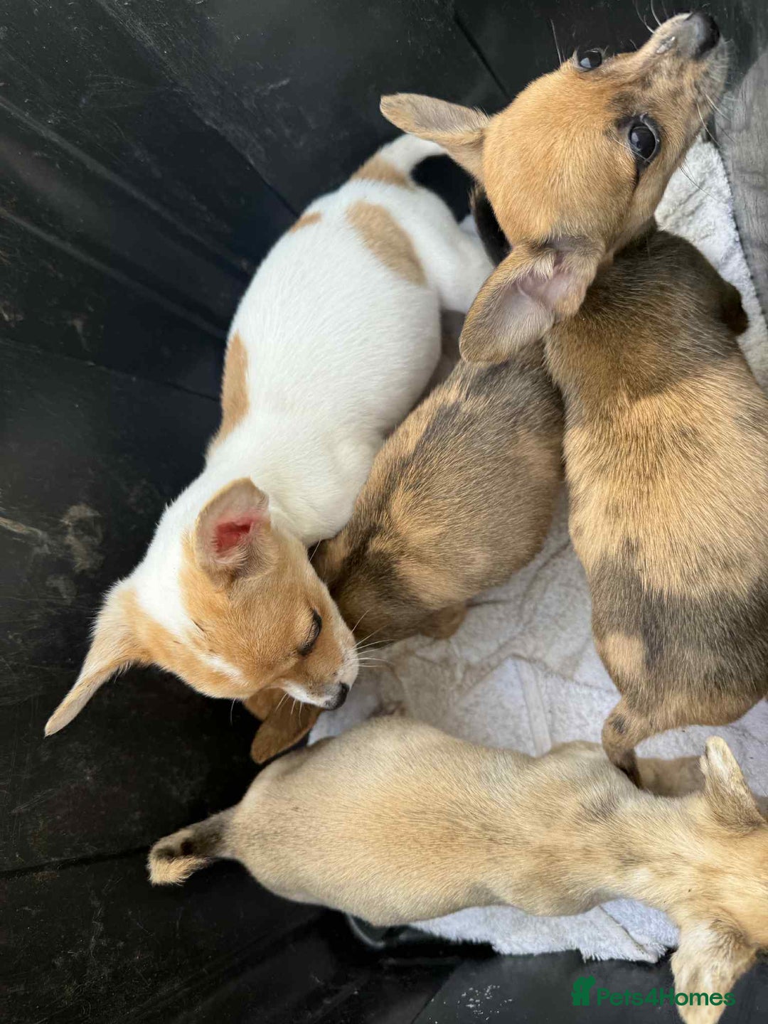 Chihuahua dogs for sale: Adorable chihuahua puppies ready now - Image 7