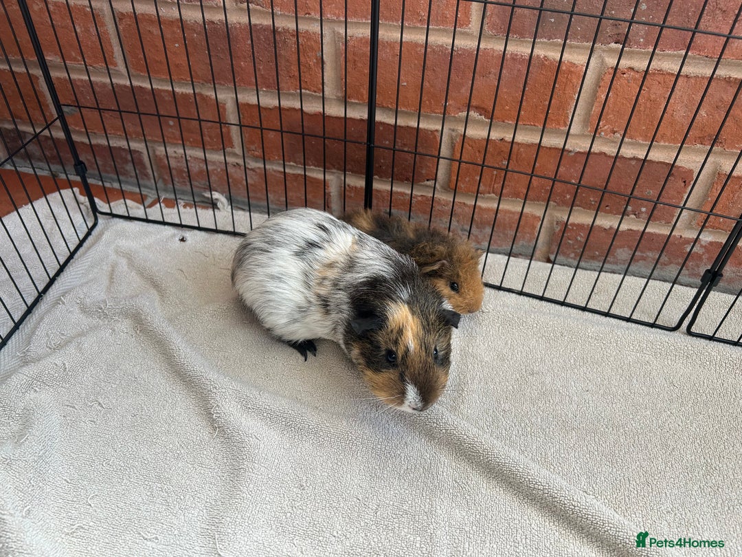 Guinea Pig rodents for sale: Bonded Male Guinea Pigs - Image 3