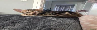 Bengal 2