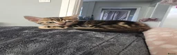 Bengal cats for sale: Bengal kittens in Liverpool - Advert 5