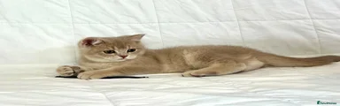 Cream Joy