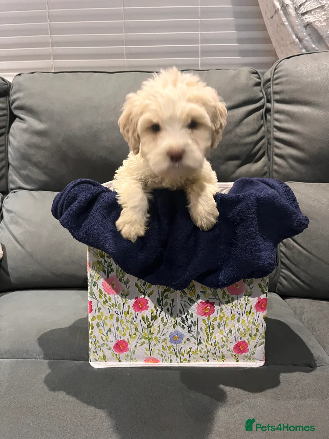 Cockapoo dogs for sale: 10 beautiful cockerpoo pups ready in 1 week  - Advert 4