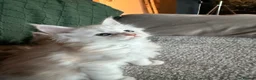 Maine Coon cats for sale: Maine Coon kittens from champion lines  - Advert 9