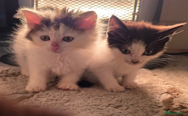Mixed Breed cats - Advert 1