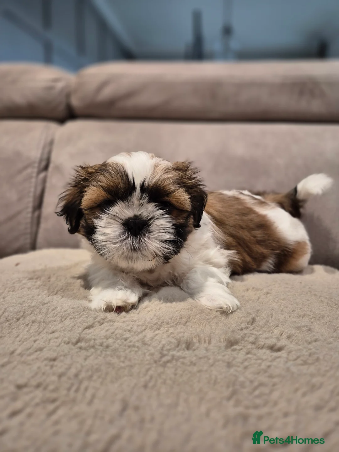 Shih Tzu dogs for sale: KC Registered Shih Tzu Puppies - Home Raised - Advert 24
