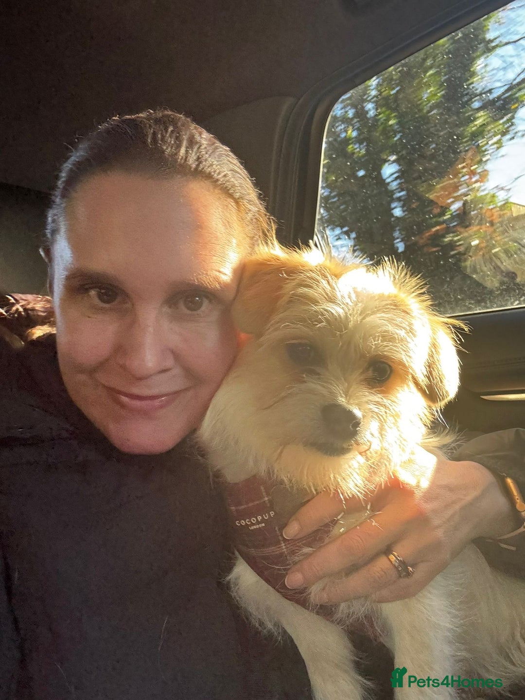 Mixed Breed dogs for adoption: Cynthia - Advert 21