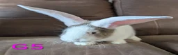 Continental Giant rabbits for sale: Continental giant - Advert 5
