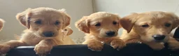 Golden Retriever dogs for sale: Golden retriever puppies in Seaham - Advert 12