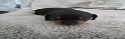 Miniature Dachshund dogs for sale: 3 beautiful male miniature daschunds avaliabke in Plymouth - Advert 11