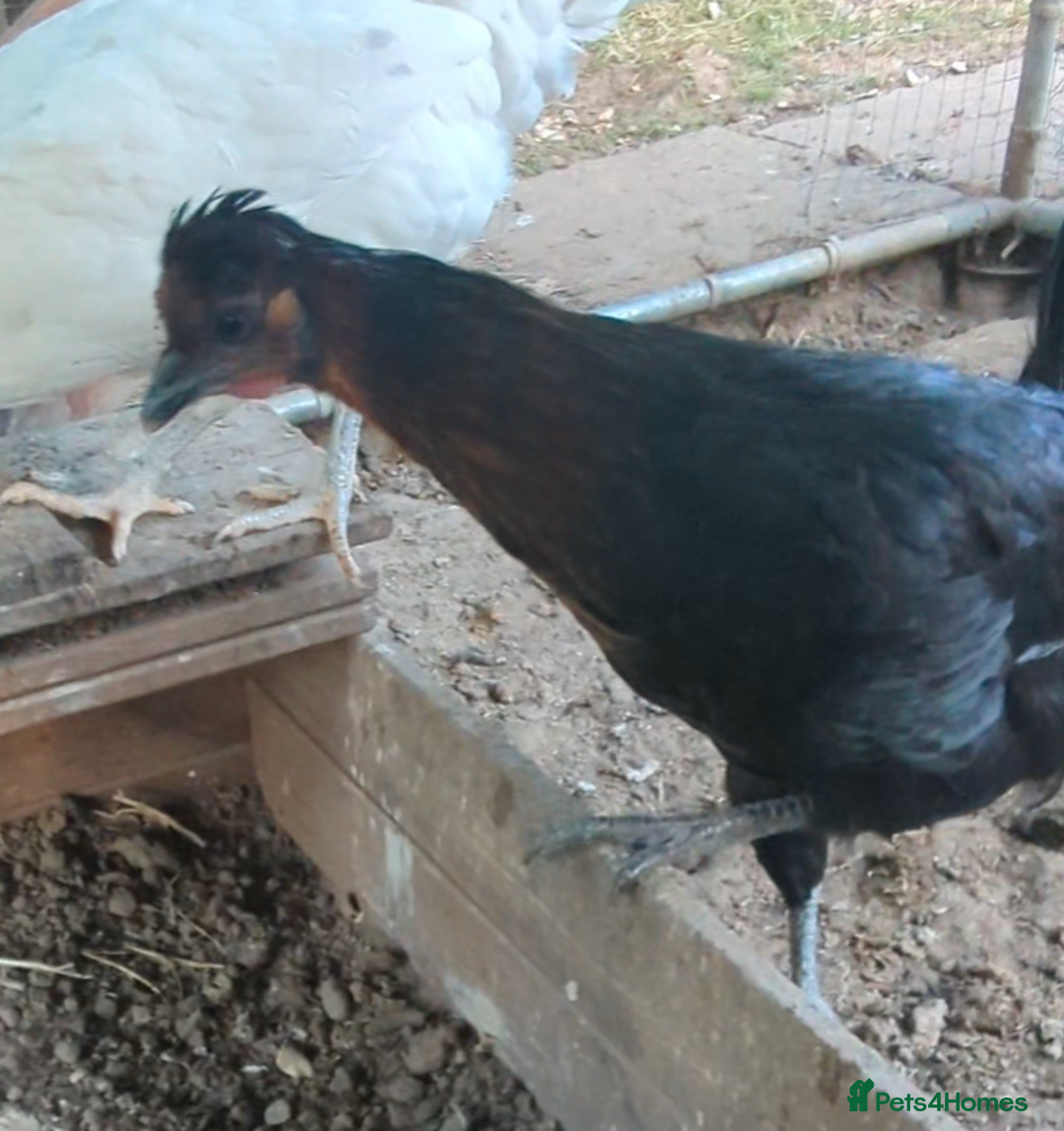 Chickens poultry for sale: 3 gorgeous hybrid hens - Image 6