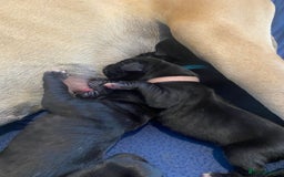 Great Dane dogs for sale: Stunning litter of 9 Great Danes  - Image 10