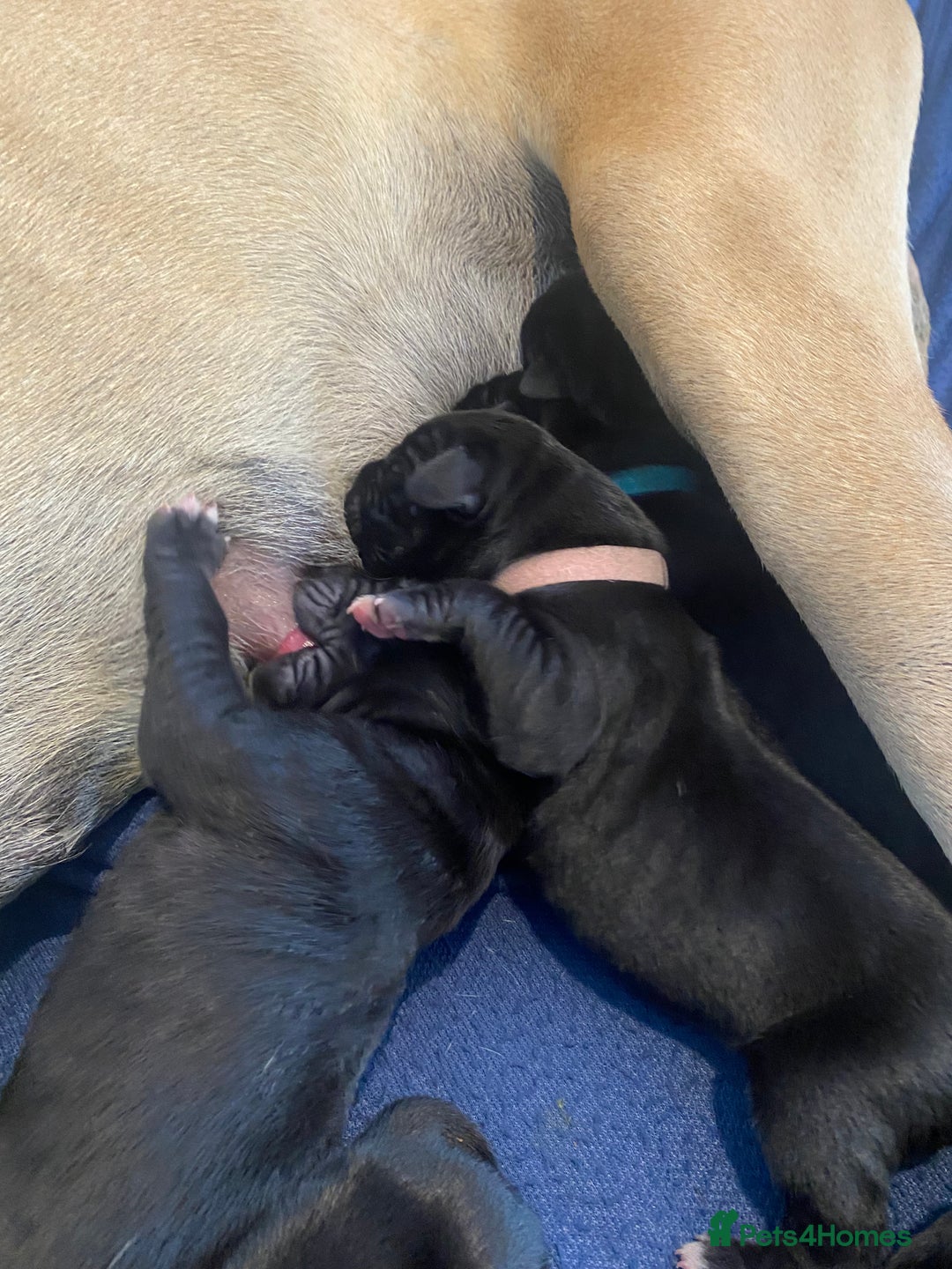 Great Dane dogs for sale: Stunning litter of 9 Great Danes  - Image 10