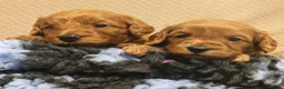 Cavapoo dogs for sale: Gorgeous Cavapoo Boy & Girl Available  in Southampton - Advert 4