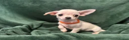 Chihuahua dogs for sale: Chihauhau puppies  - Advert 3