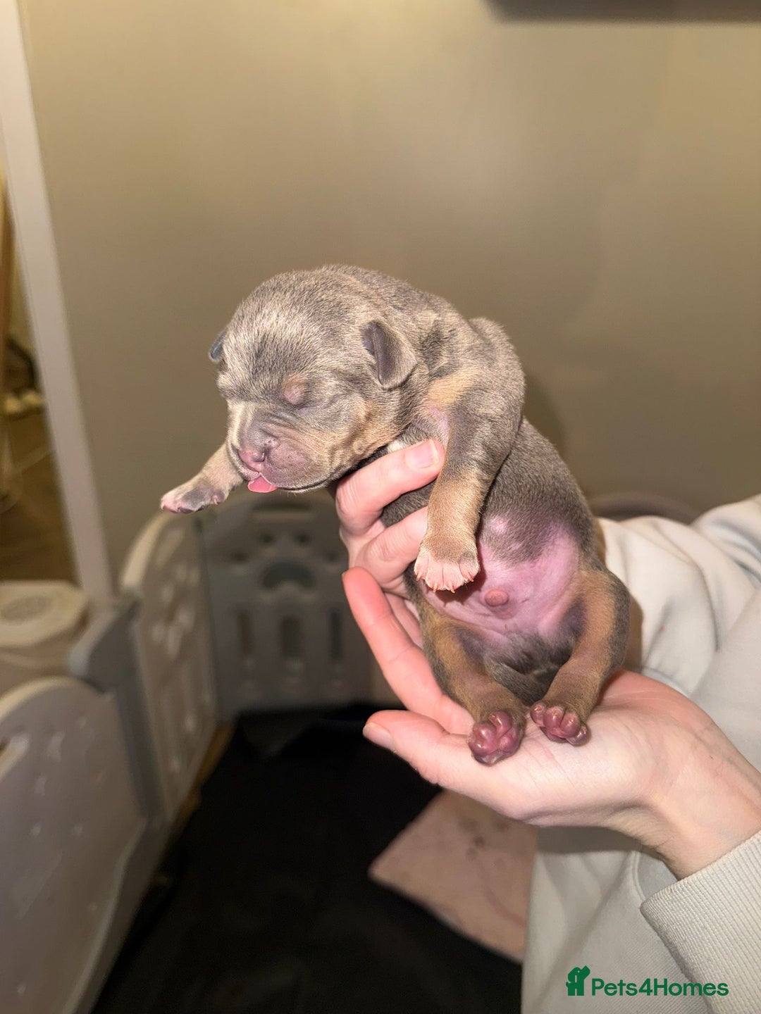 American Bully dogs for sale: Pocket bully pups - Advert 6