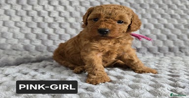 Toy Poodle dogs - Advert 2