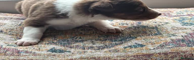 Border Collie Puppy 1