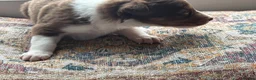 Border Collie dogs for sale: Exceptional Border collie pups  - Advert 32