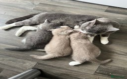 British Shorthair cats for sale: BSH grey/white fluffy female kitten  - Image 7