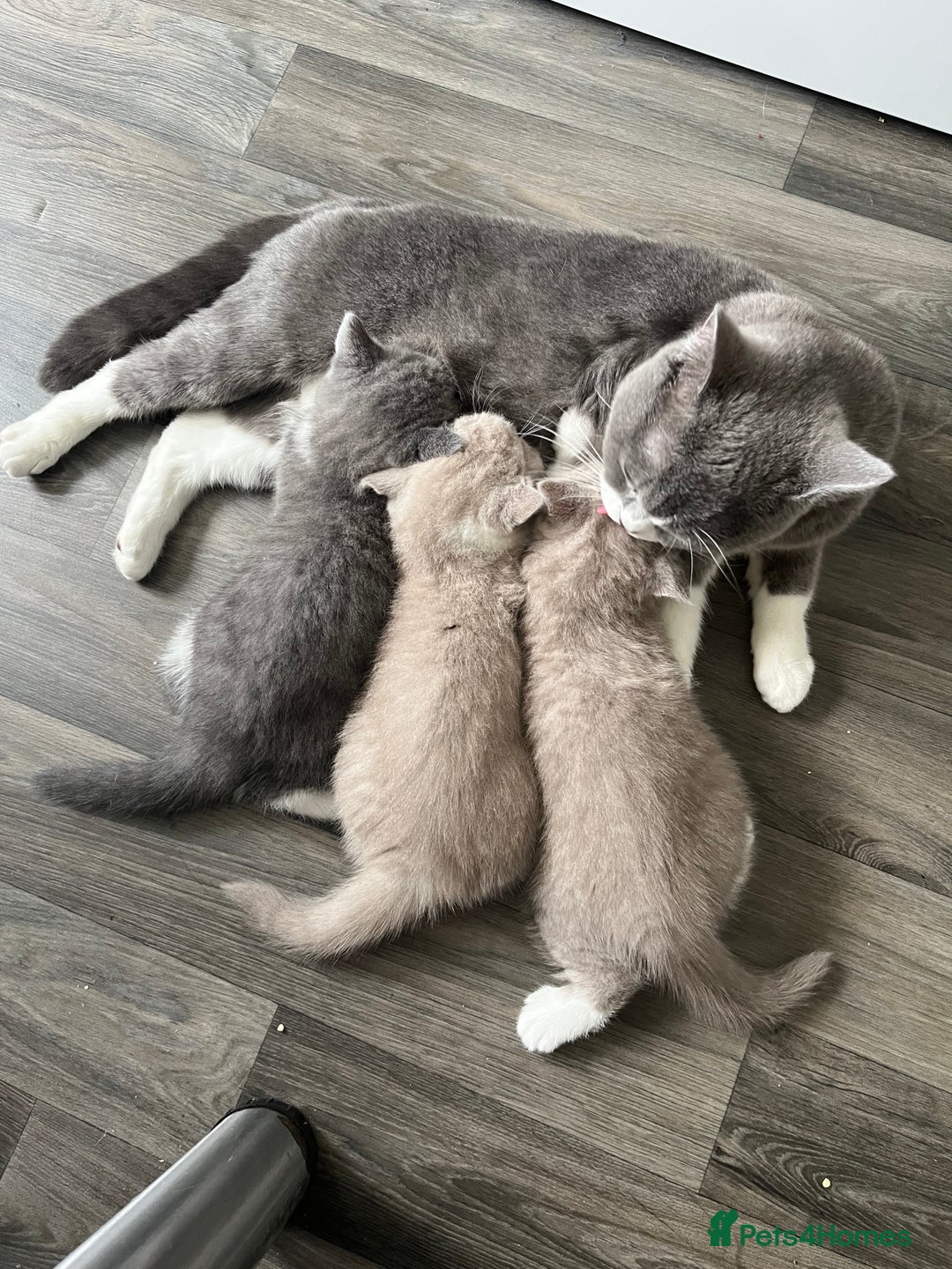 British Shorthair cats for sale: BSH grey/white fluffy female kitten  - Image 7