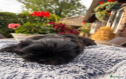 Shih Tzu dogs for sale: Stunning shih tzu babies - Image 3