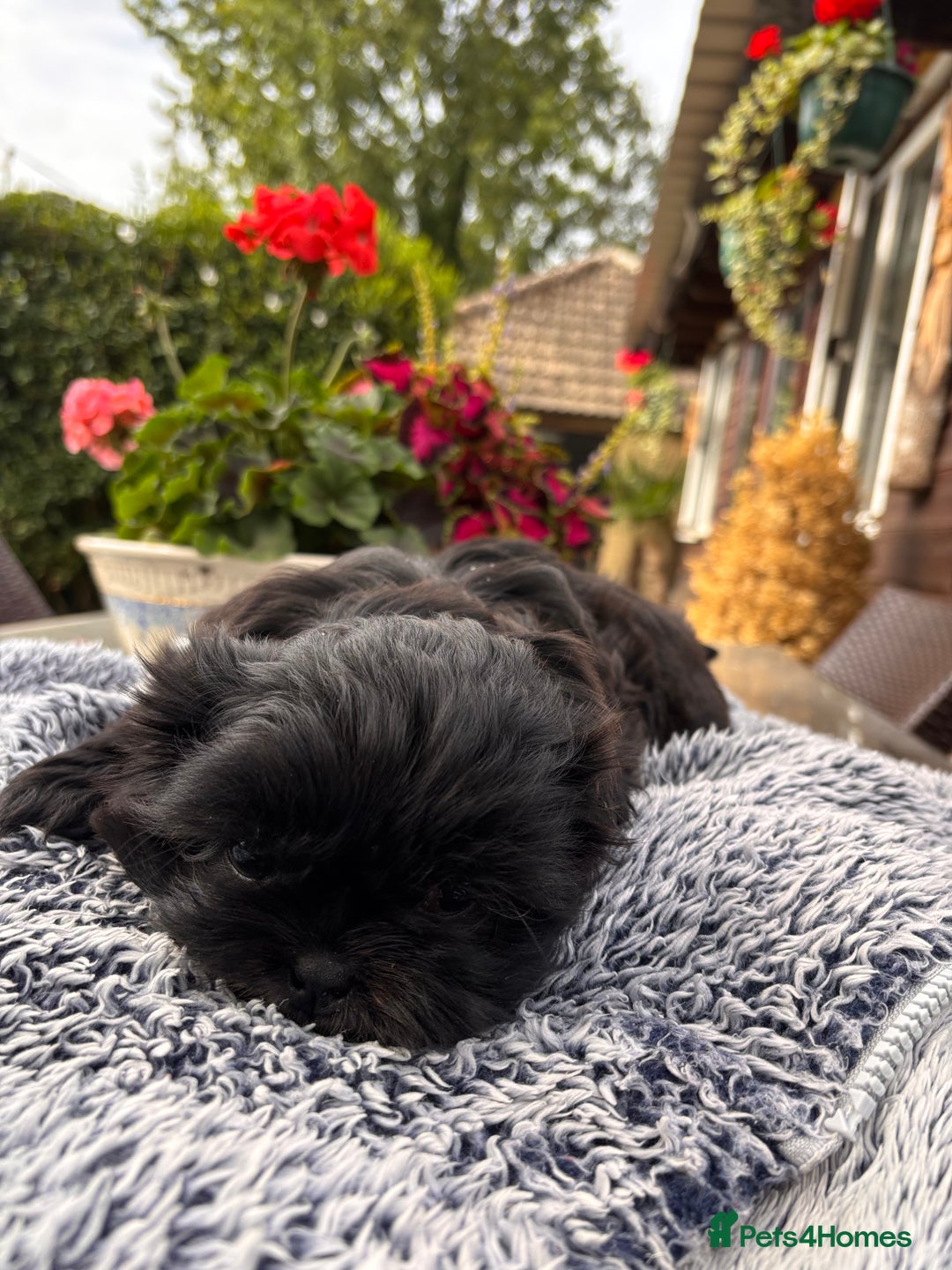 Shih Tzu dogs for sale: Stunning shih tzu babies - Image 3