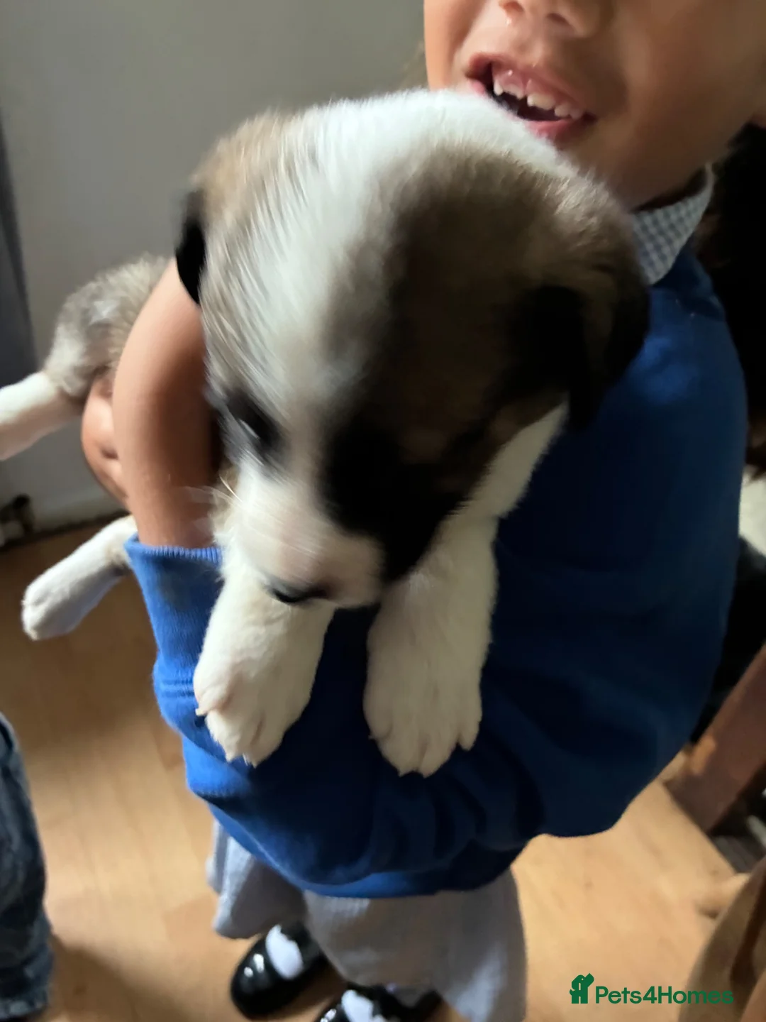 Mixed Breed dogs for sale: Puppy available  - Advert 4