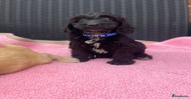 Cockapoo dogs - Advert 3