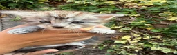 Maine Coon cats for sale: Pure Maine coon babies - Advert 6