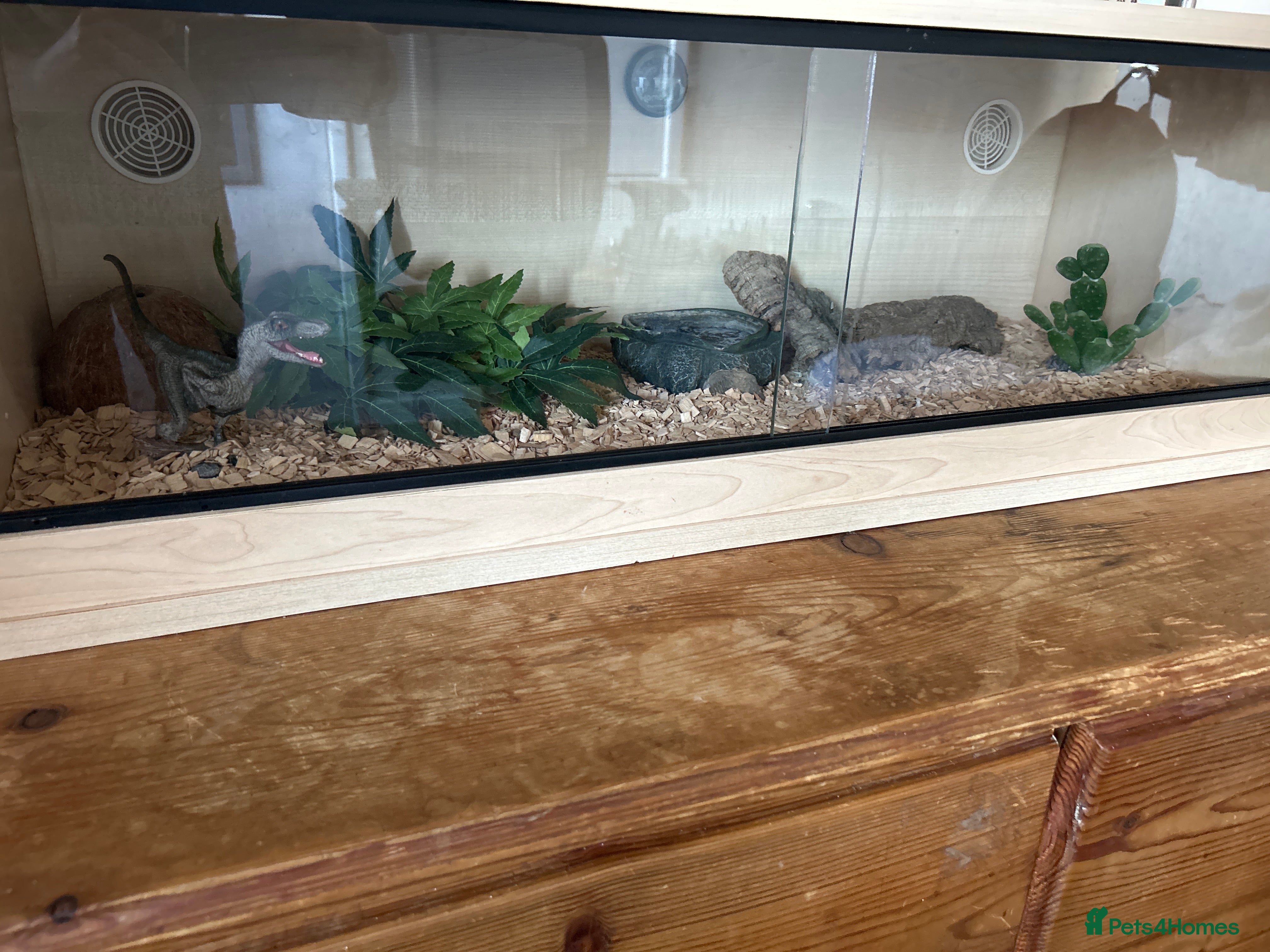 Corn Snake reptiles year old corn snake in Newton Aycliffe - Advert 1