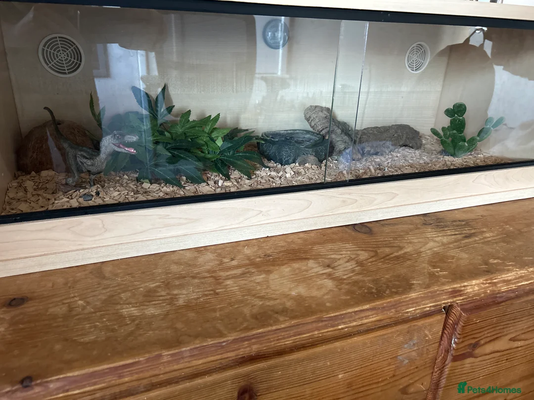 Corn Snake reptiles for sale: year old corn snake in Newton Aycliffe - Advert 1