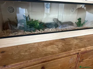 Corn Snake reptiles year old corn snake in Newton Aycliffe - Advert 1