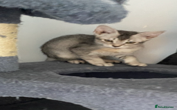Chausie cats for sale: Savannah x Chausies - Image 18