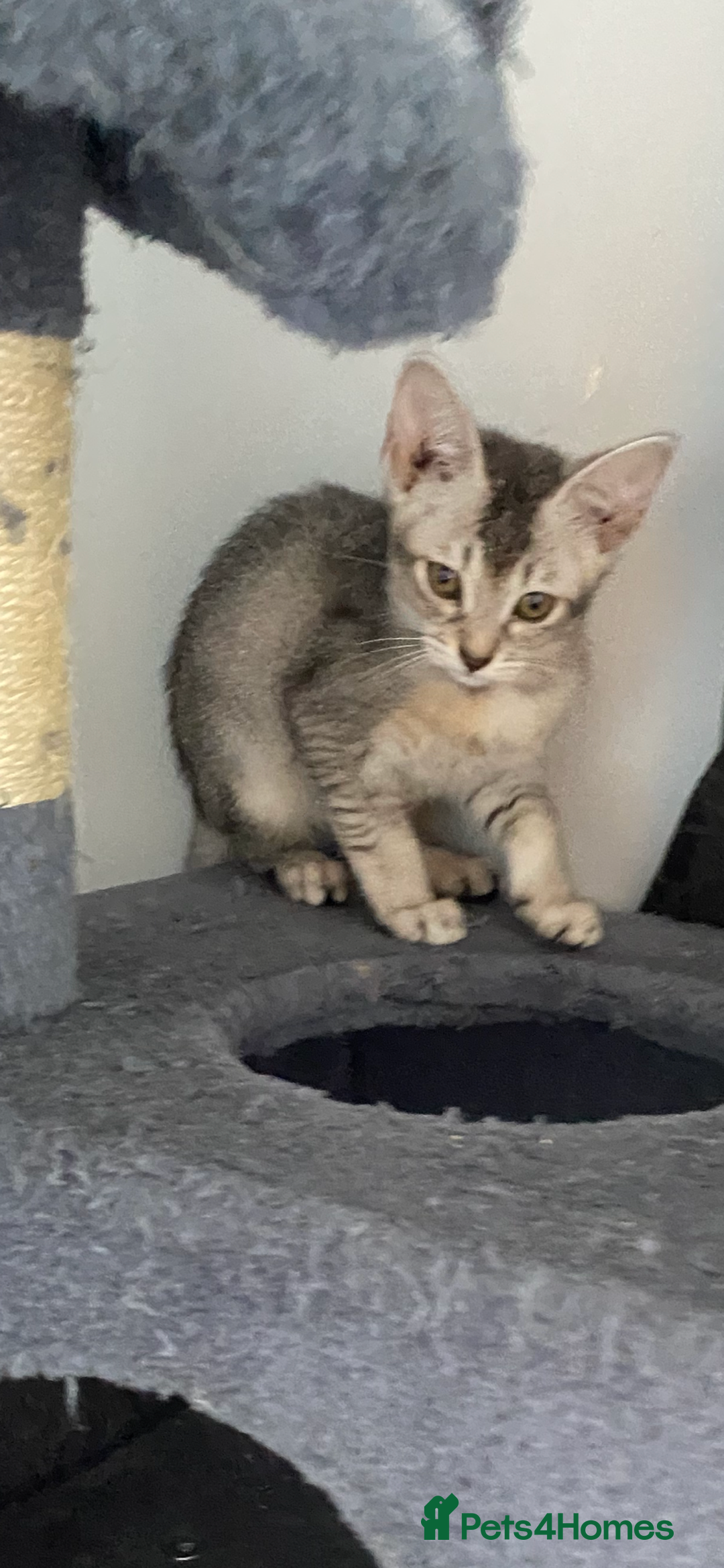 Chausie cats for sale: Savannah x Chausies - Image 18