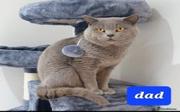 British Shorthair cats for sale: British blue pedigree shorthairs 4 males  - Advert 6