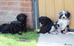 Cavapoo dogs for sale: Beautiful F1 Cavapoo puppies for sale - Image 13