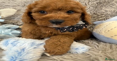 Cockapoo dogs - Advert 6