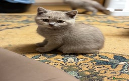 British Shorthair cats for sale: Incredible GCCF British shorthaired kittens  - Image 13
