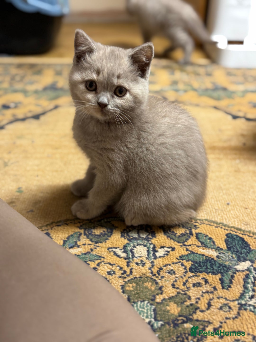 British Shorthair cats for sale: Incredible GCCF British shorthaired kittens  - Image 13